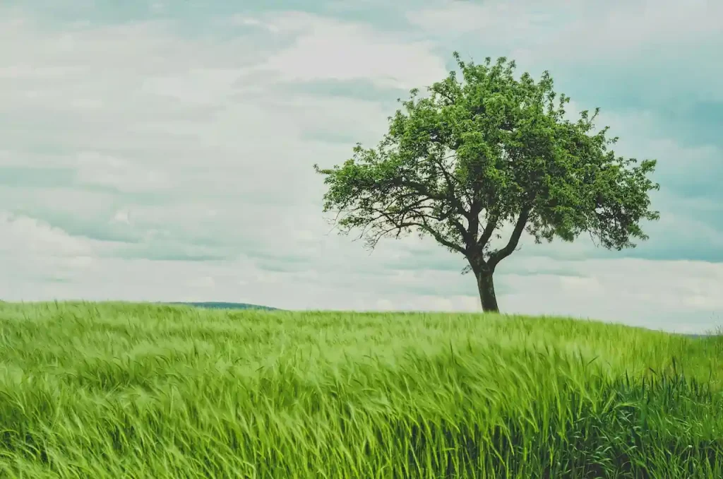 A lone tree in a green field, representing LexEco Environmental Law